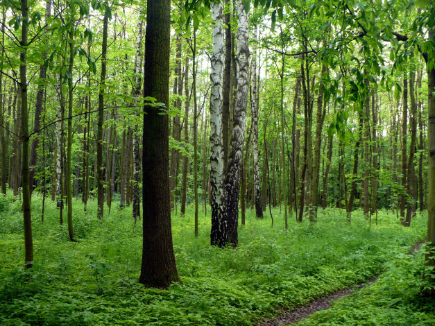 Обои картинки фото природа, лес, березки