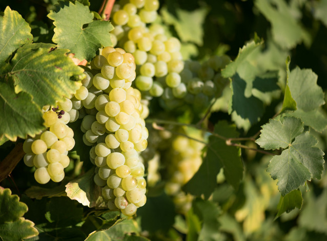 Обои картинки фото природа, Ягоды,  виноград, лоза