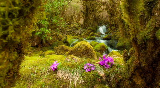 Обои картинки фото природа, реки, озера, мох, камни, лес, поток