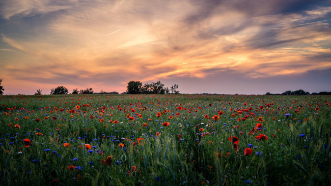 Обои картинки фото природа, поля, простор