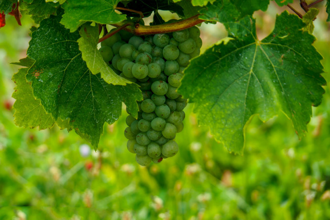 Обои картинки фото природа, Ягоды,  виноград, лоза