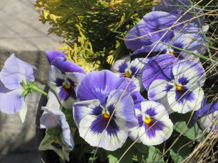 Картинка цветы анютины+глазки+ садовые+фиалки апрель весна 2018