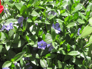 Картинка цветы барвинок апрель весна 2018