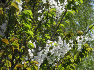 Картинка цветы цветущие+деревья+ +кустарники весна 2018 апрель