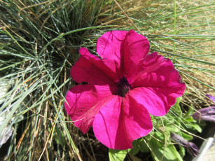 Картинка цветы петунии +калибрахоа апрель весна 2018