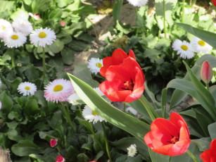 Картинка цветы разные+вместе весна 2018 апрель