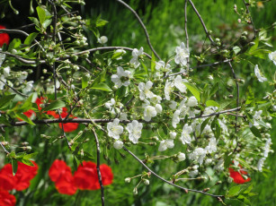 Картинка цветы сакура +вишня апрель весна 2018