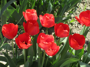 Картинка цветы тюльпаны апрель весна 2018