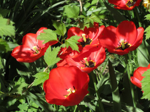 Картинка цветы тюльпаны весна 2018 апрель