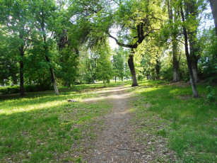 Картинка природа дороги дорога деревья лес