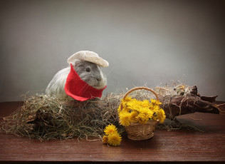 Картинка животные морские+свинки +хомяки морская свинка