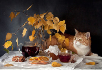 Картинка животные коты кошка