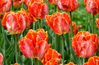 Картинка цветы тюльпаны поле луг лепестки