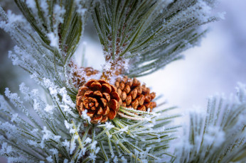 Картинка природа шишки +жёлуди +каштаны простор