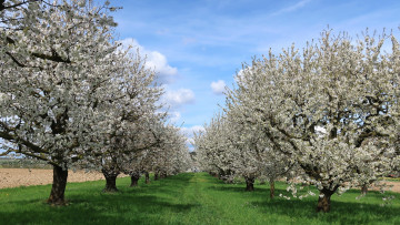 Картинка цветы цветущие+деревья+ +кустарники ветки