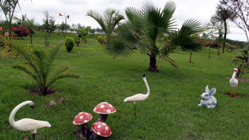 Картинка природа парк пальмы