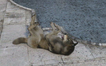 Картинка 3д+графика животные+ animals фон волк