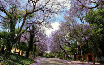 Картинка природа дороги весна