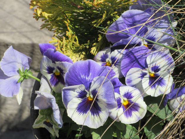 Обои картинки фото цветы, анютины глазки , садовые фиалки, апрель, весна, 2018