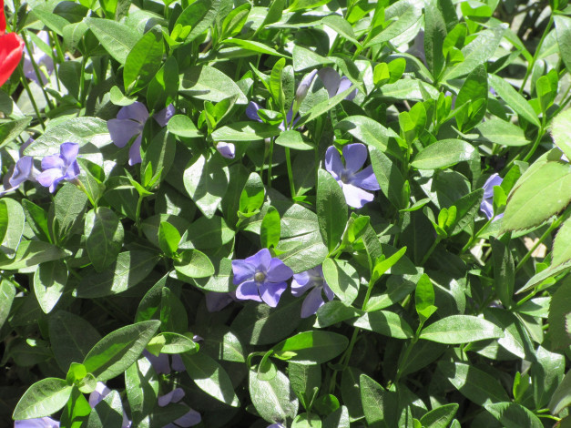 Обои картинки фото цветы, барвинок, апрель, весна, 2018