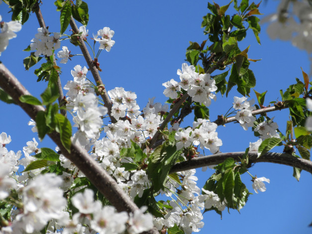 Обои картинки фото цветы, цветущие деревья ,  кустарники, апрель, весна, 2018