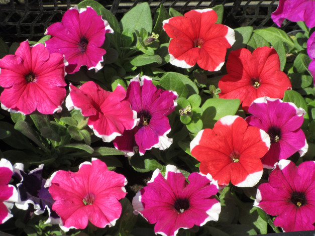 Обои картинки фото цветы, петунии,  калибрахоа, весна, 2018