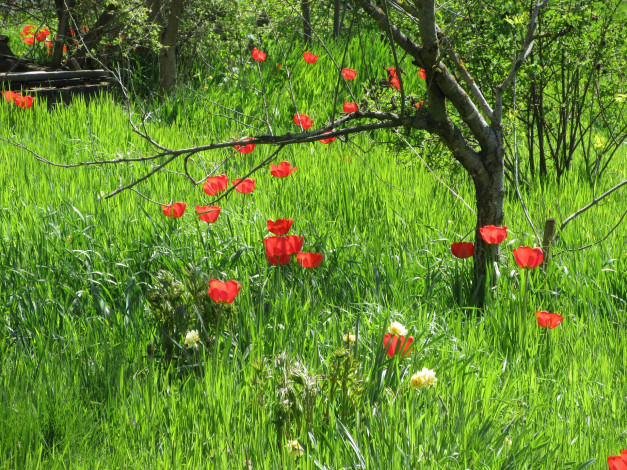 Обои картинки фото цветы, тюльпаны, апрель, весна, 2018