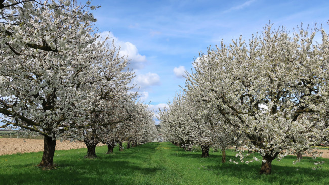 Обои картинки фото цветы, цветущие деревья ,  кустарники, ветки