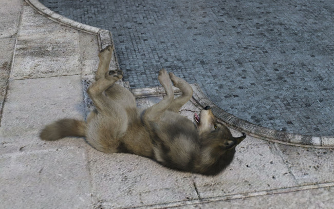 Обои картинки фото 3д графика, животные , animals, фон, волк