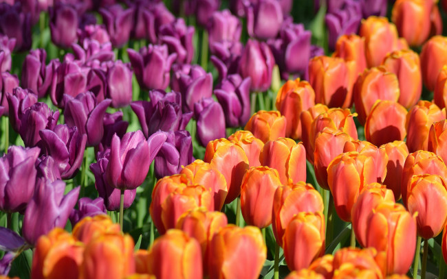 Обои картинки фото цветы, тюльпаны, синица, ветки, птица