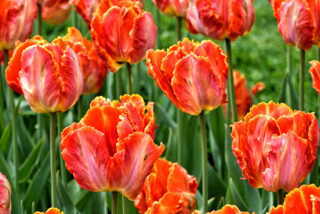 Обои картинки фото цветы, тюльпаны, поле, луг, лепестки