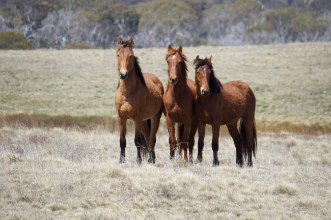 Обои картинки фото животные, лошади, гнедые, луг