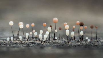 Картинка природа грибы