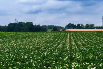 обоя природа, поля, цветущее, поле, картофельное