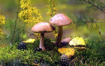 Картинка природа грибы грибной дуэт