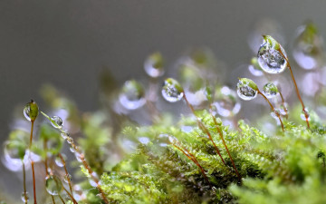 обоя природа, макро, листья, стебли, капли