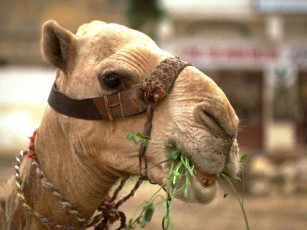 Картинка верблюд животные верблюды