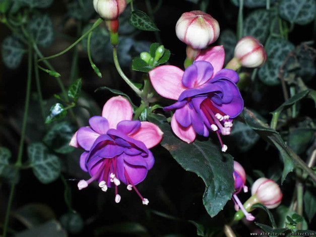 Обои картинки фото цветы, фуксия