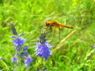 Картинка стрекоза животные стрекозы