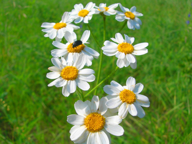 Обои картинки фото ромашки, цветы