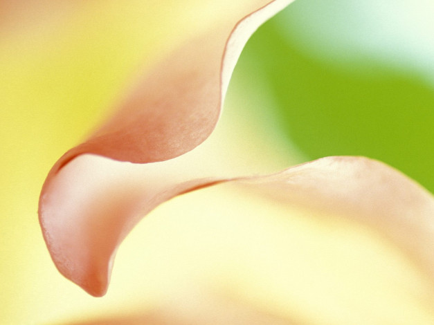 Обои картинки фото shades, of, nature, цветы, каллы