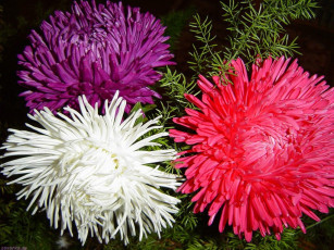 Картинка цветы астры