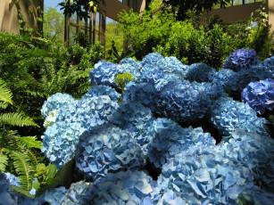 Картинка цветы гортензия