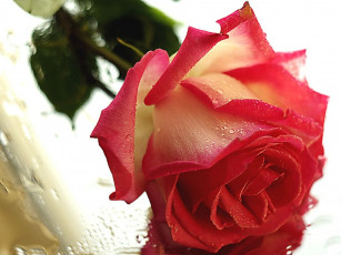 Картинка цветы розы