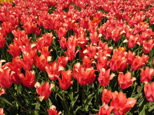 Картинка цветы тюльпаны