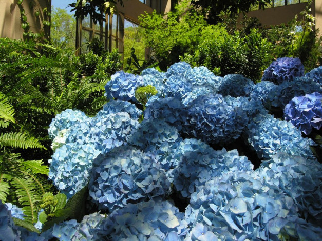 Обои картинки фото цветы, гортензия