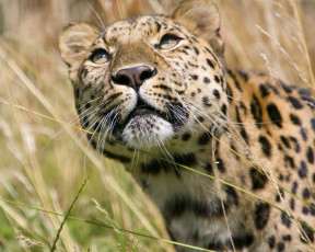 Картинка животные леопарды