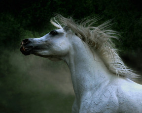 Картинка животные лошади