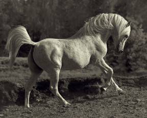 Картинка животные лошади