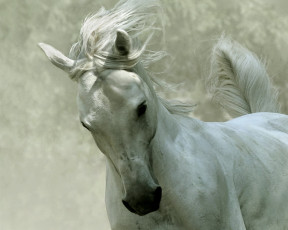 Картинка животные лошади